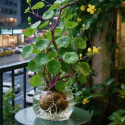 View 🎈🪴Red rattan Stephania Erecta: The strongest houseplant for lazy people🌿 image 1