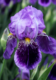 View Purple Iris Seeds image 3