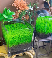 View 🌿Air Purifying Fish Tank Aquatic Plant Seeds image 2