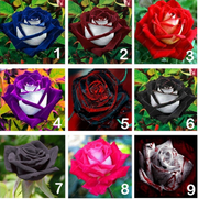View 20 Pcs/bag Black Rose Flower Colorful Rose Petals Plant Seeds for Home Garden image 3