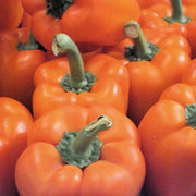 View Pepper Milena F1 Organic image 3