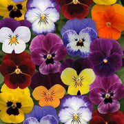 View Viola Sorbet XP Autumn Select Mix F1 image 1