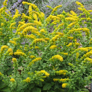 View AUTUMN MAGIC POLLINATOR COLLECTION image 6