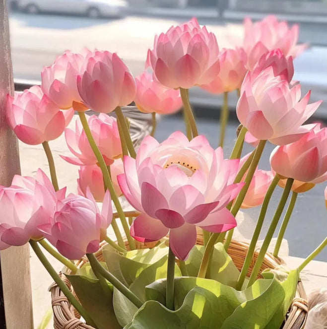 🌸[7 days germination]Last Day Sale - 50% OFF💐The Sacred Bonsai Bowl Lotus Flower