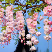 View Begonia flowers Seeds image 1