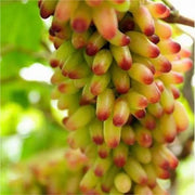 View Beauty Finger Grapes Seeds image 3