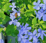 View Blue Plumbago Flower Seeds - Blue Gem in the Garden image 6