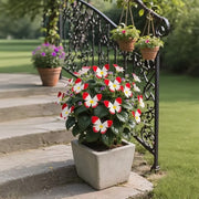 View 🏆 50K+ SOLD! 🦋🌸 Moonlight Butterfly Flower Seeds – Fall & Winter Planting, Perennial Blooms & Stunning Garden Elegance 🍂 image 3