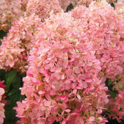 View 🌺Panicle Hydrangea Seeds image 2