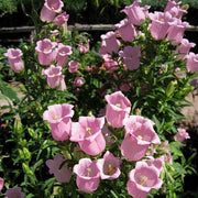 View Chimes Flowers Seeds image 6