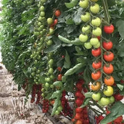 View 100% Germination rate-Waterfall Tomatoes Seeds-High Yield image 6