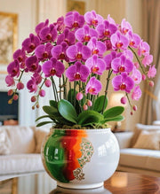 View Phalaenopsis Flower Seeds image 1