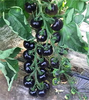 View Black Tomato - Black Beauty Queen🍅 image 6