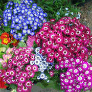 View Cineraria Mix Flower Seeds-Over 10 Colors image 5