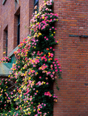 View Rainbow's End Rose-Bring the Rainbow Home 🏡🌈 image 4