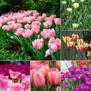 View NEW!!!100pcs/ Bag-Tulip Seeds Garden Flower Plant Flowers image 1