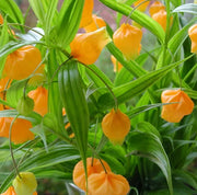 View Sandersonia Aurantiaca Seeds image 4