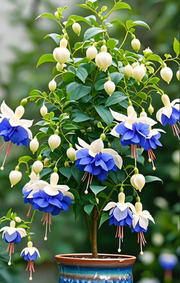 View Fuchsia Seeds - Lantern flower image 2