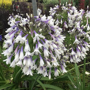View Agapanthus africanus 'Fireworks' image 6