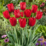 View Red Impression Tulip Seeds image 3