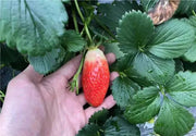 View Super Sweet Chili-Shaped Strawberry Seeds🍓 image 6