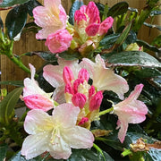 View Alpine Azalea Seeds 🌸 Rare Species image 6