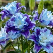 View Double-petaled bicolor fragrant lily Bulbs—Fresh and Sweet image 5