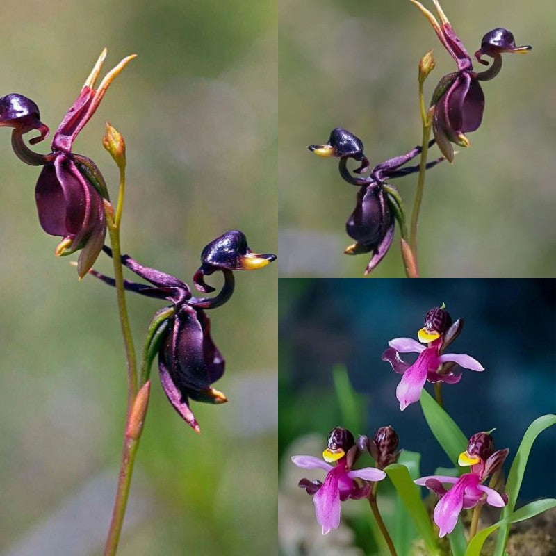 Flying Duck Orchid Seeds – Grow Your Own Rare and Unique Purple Duck Orchids! 🌿🦆