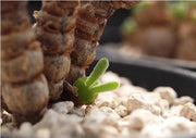 View Rabbit Ear Succulent seeds, Rare succulent image 3