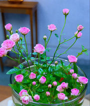 View Water Beauty Rose-Miniature bonsai roses, blooming all year round, potted flowers Ornamental bonsai, indoor plants image 3