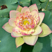 View 🪷Bonsai Double Lotus Seeds-Pure Heart image 2