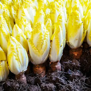 View European Chicory Seeds image 2