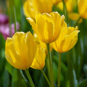 View Golden Parade Tulip Seeds image 1