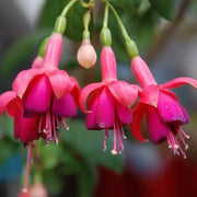 View Fuchsia Hybrida Voss Seeds The fairy flower image 6