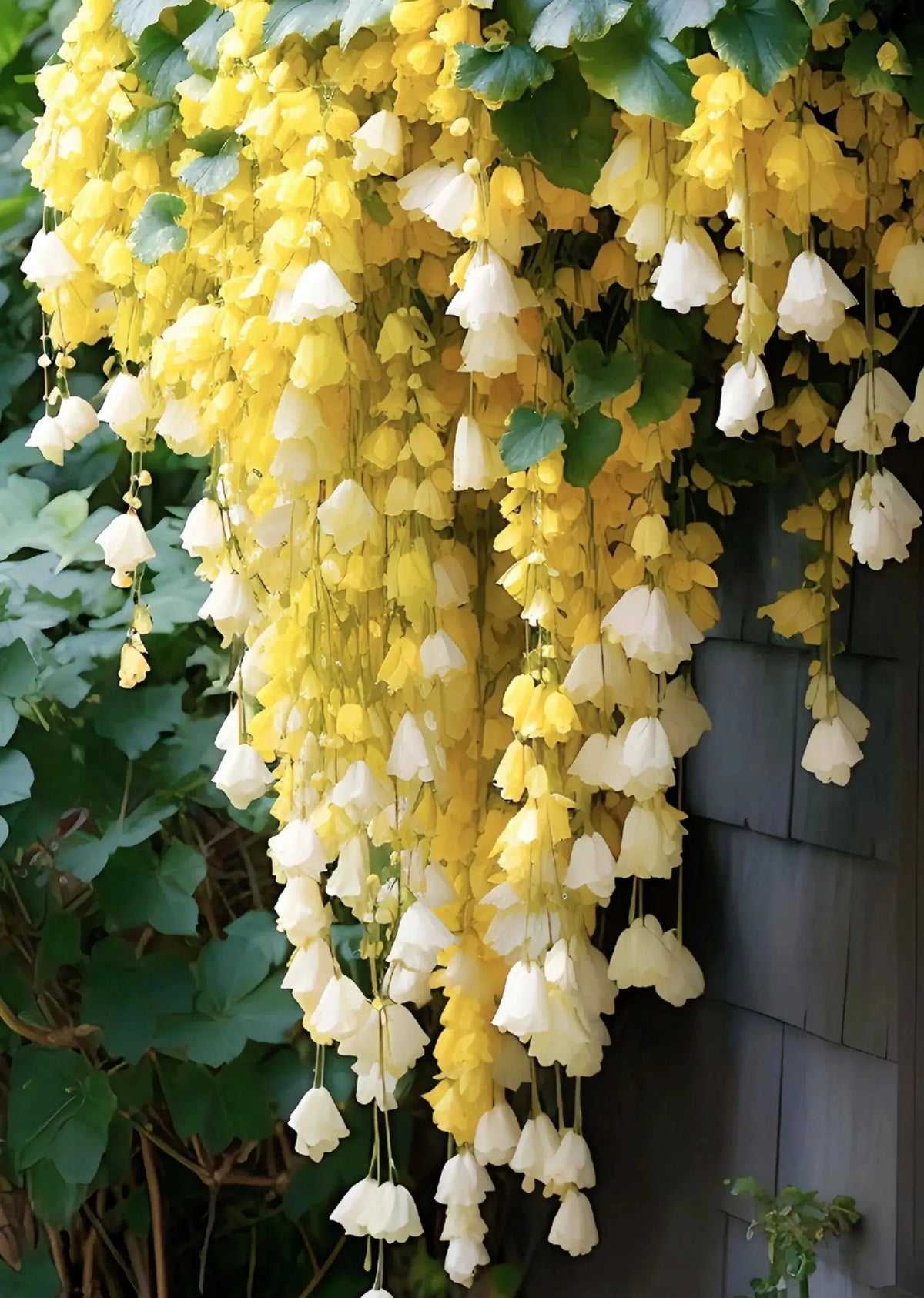 Weeping Begonia flower Seeds