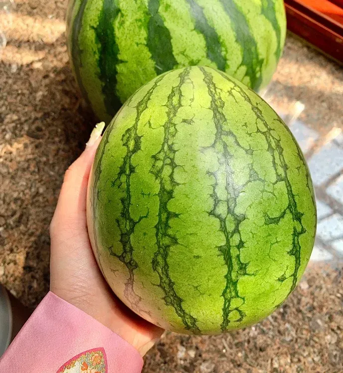 Potted Watermelon Seeds-Small Space Planting
