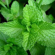 View 500 Seeds Mint Seeds image 1