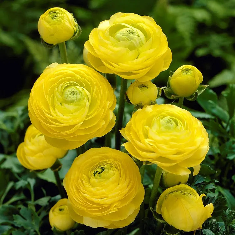 Multicolor Ranunculus Seeds