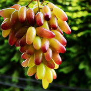 View Beauty Finger Grapes Seeds image 1