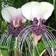 View Rare Exotic White Bat Flower image 4