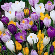 View CROCUS BULBS - LARGE FLOWERING MIX image 2