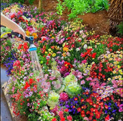 View 👍Mixed Perennial Flower Seeds – 60+ Varieties for Endless Blooms image 2