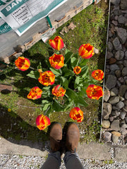 View Halley's Comet Jumbo Perennial Tulip Seeds image 3