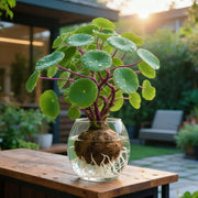 View 🎈🪴Red rattan Stephania Erecta: The strongest houseplant for lazy people🌿 image 3