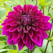 View 🌸Dinnerplate Dahlia Bulbs – Giant Show-Stopper Blooms image 5