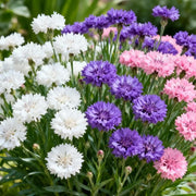 View 🌸Cornflower Garden Seeds image 1