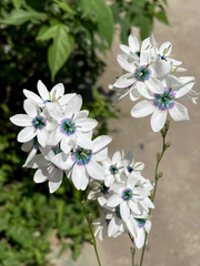 View Rare White-Patterned Valley Iris image 5