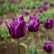 View Bleu Aimable Tulip Seeds image 3