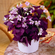 View Oxalis Triangularis Purple Shamrock Good Luck Plant image 2