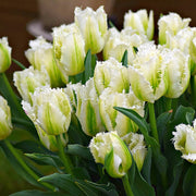 View Snow Valley Tulip Seeds image 1